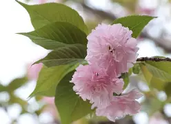 kpl竞猜平台 -jcpds卡片数据库网址是什么